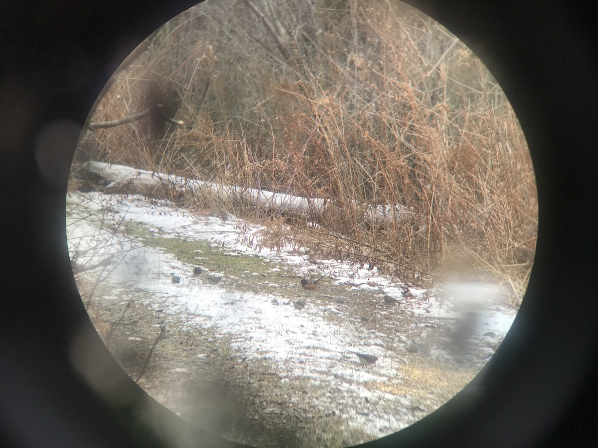 Spotted Towhee - ML610850974