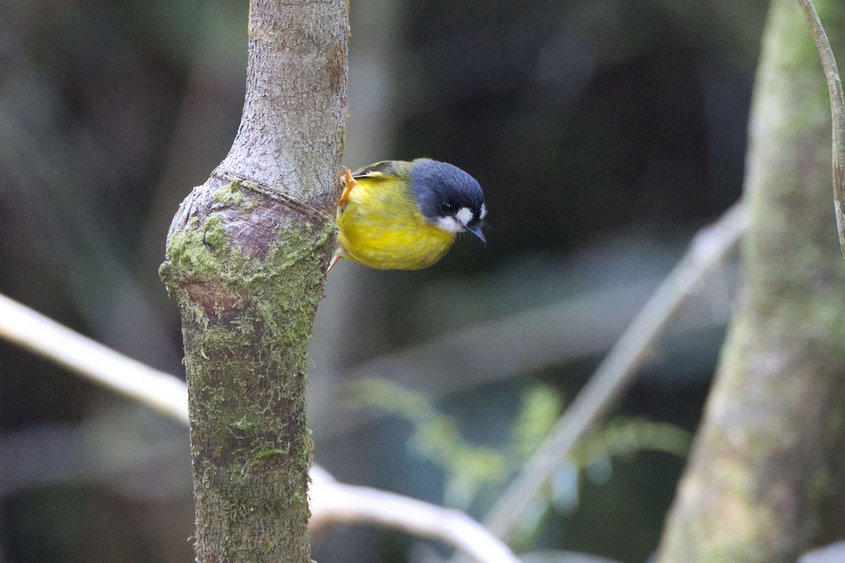 White-faced Robin - Chris Hill