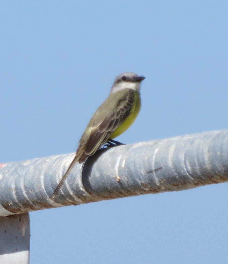 Tropical Kingbird - ML610851026