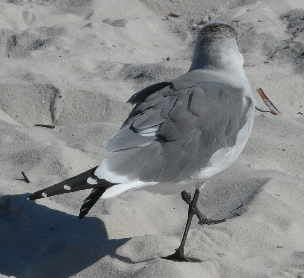 Gaviota Guanaguanare - ML610851071