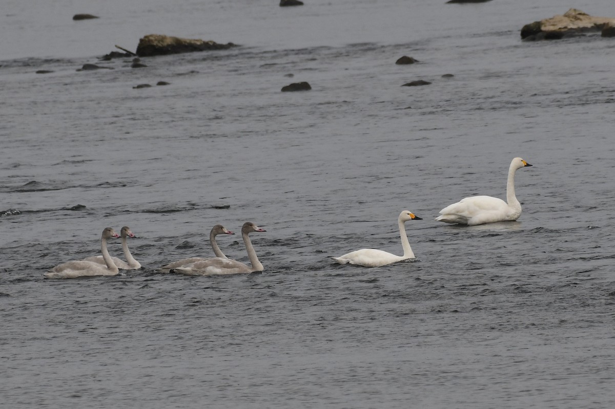 Cygne siffleur - ML610851092