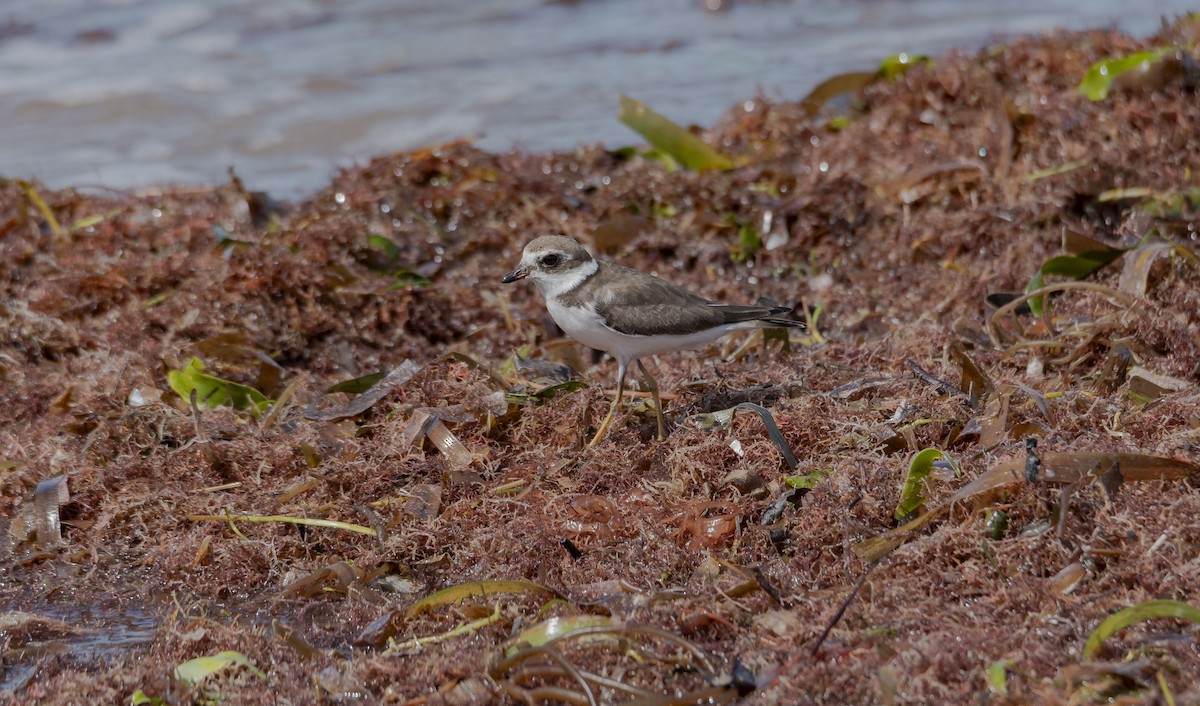 Semipalmated Plover - ML610851141