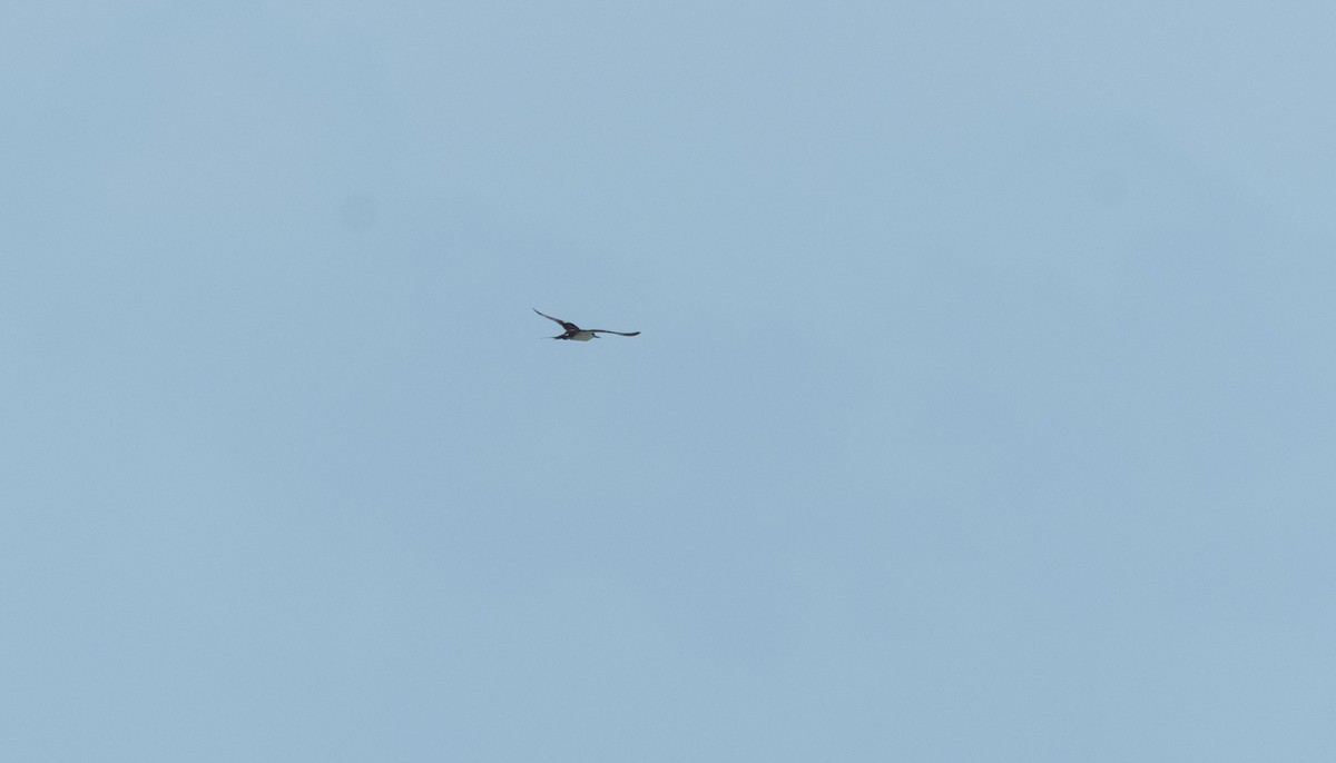 Sooty Tern - Rolando Tomas Pasos Pérez