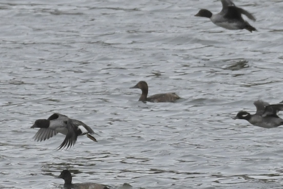 Canvasback - ML610851160