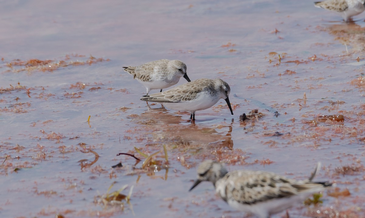 Western Sandpiper - ML610851164