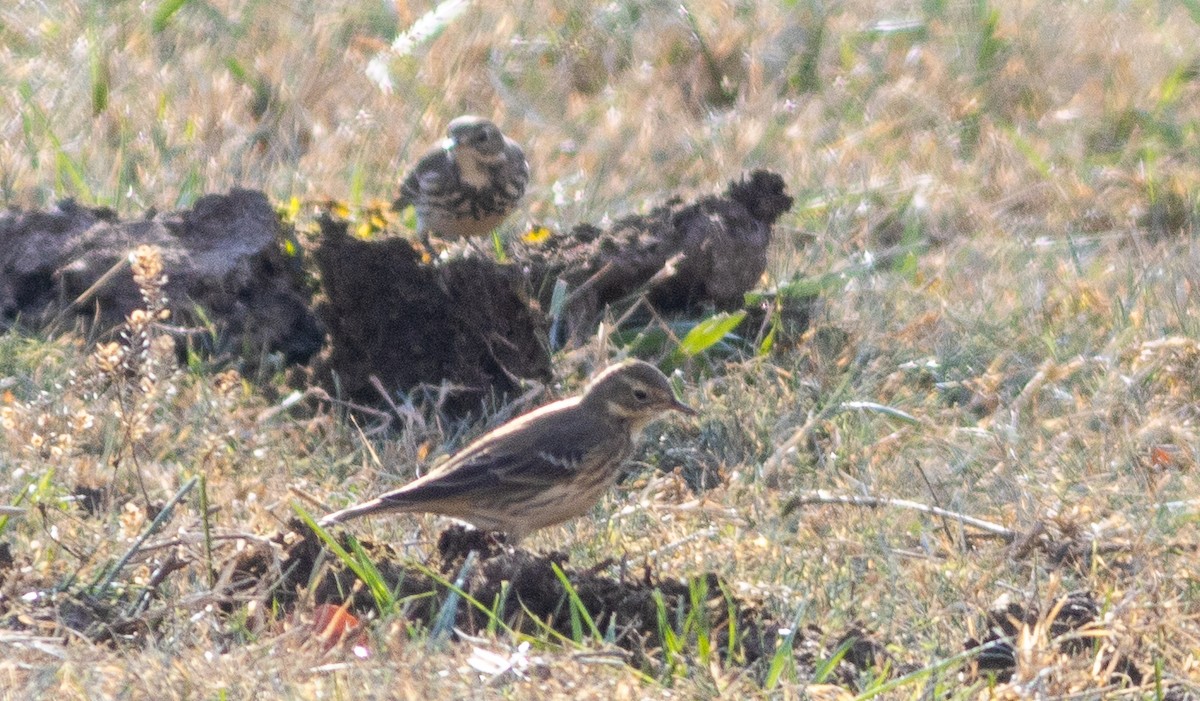 Pipit d'Amérique - ML610851171