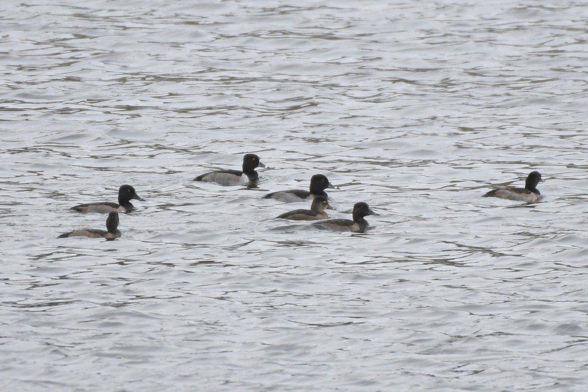 Ring-necked Duck - ML610851178