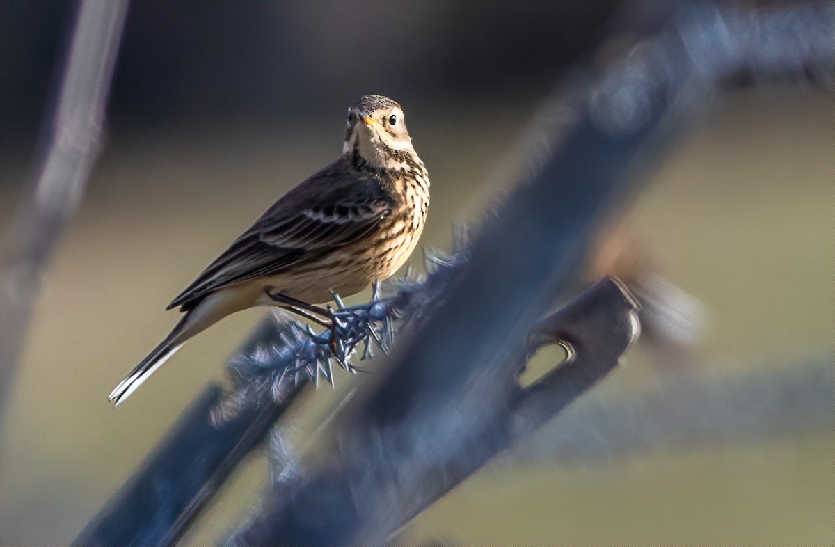 Pipit d'Amérique - ML610851194