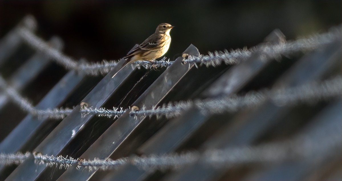 Pipit d'Amérique - ML610851207