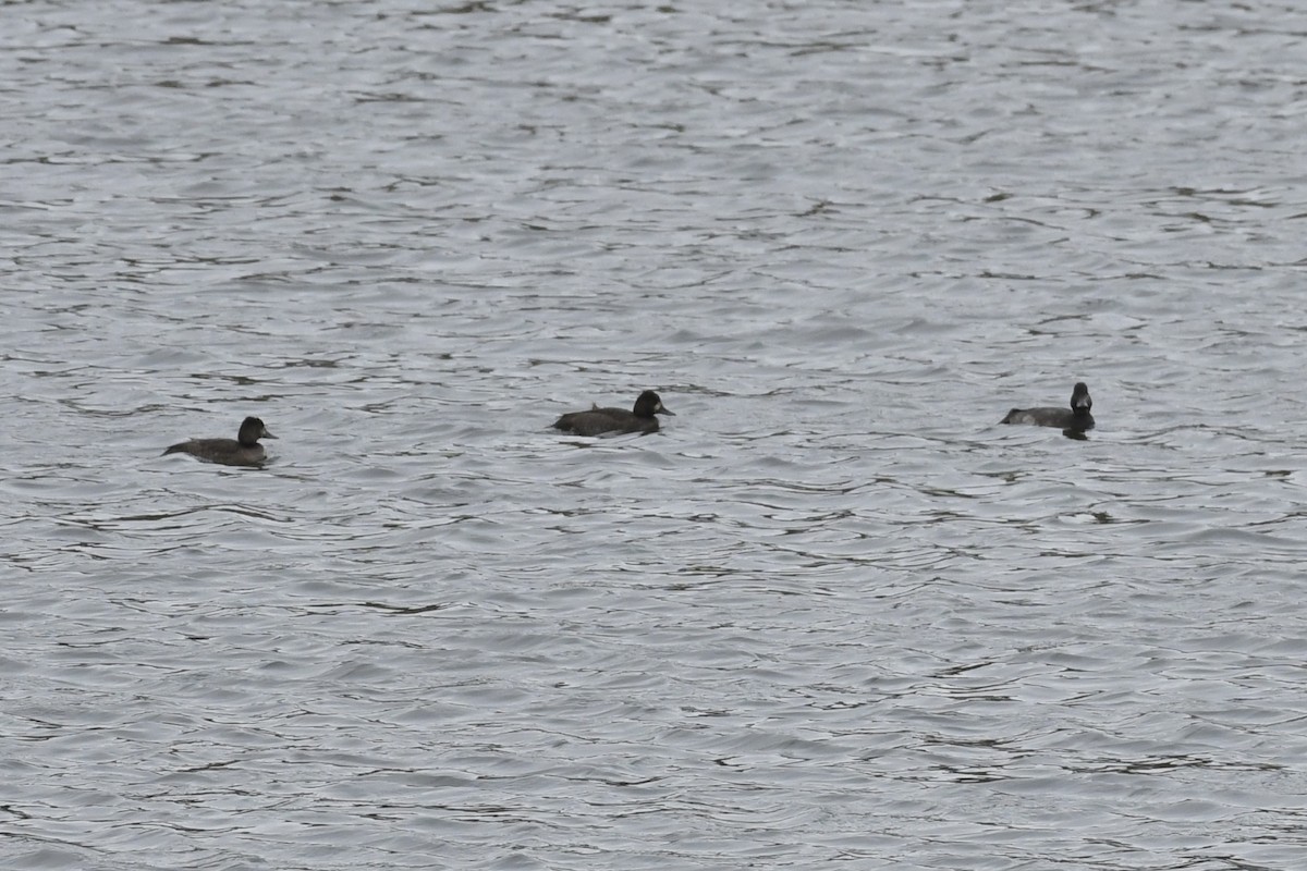 Lesser Scaup - ML610851234