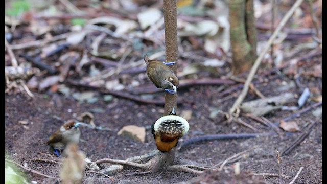 Sichelschwanz-Paradiesvogel - ML610851283