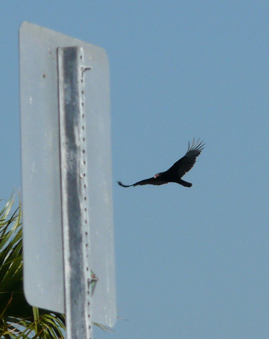 Turkey Vulture - ML610851301