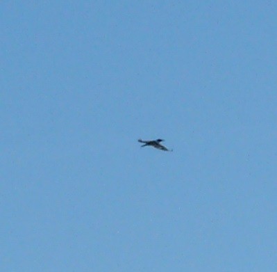Belted Kingfisher - ML610851312