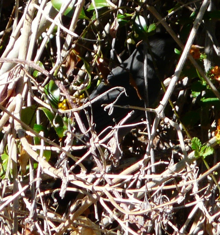 Gray Catbird - ML610851322