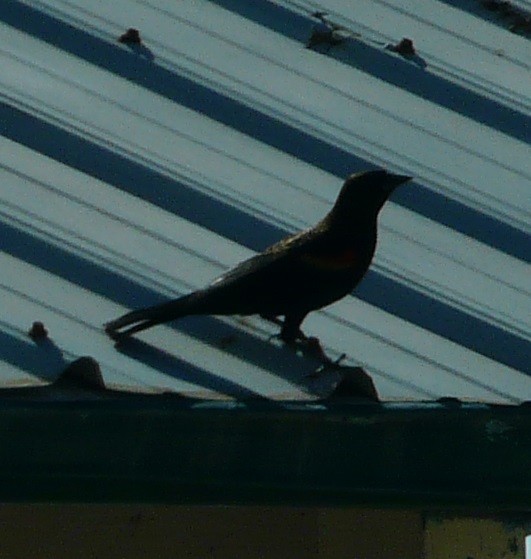 Red-winged Blackbird - ML610851332