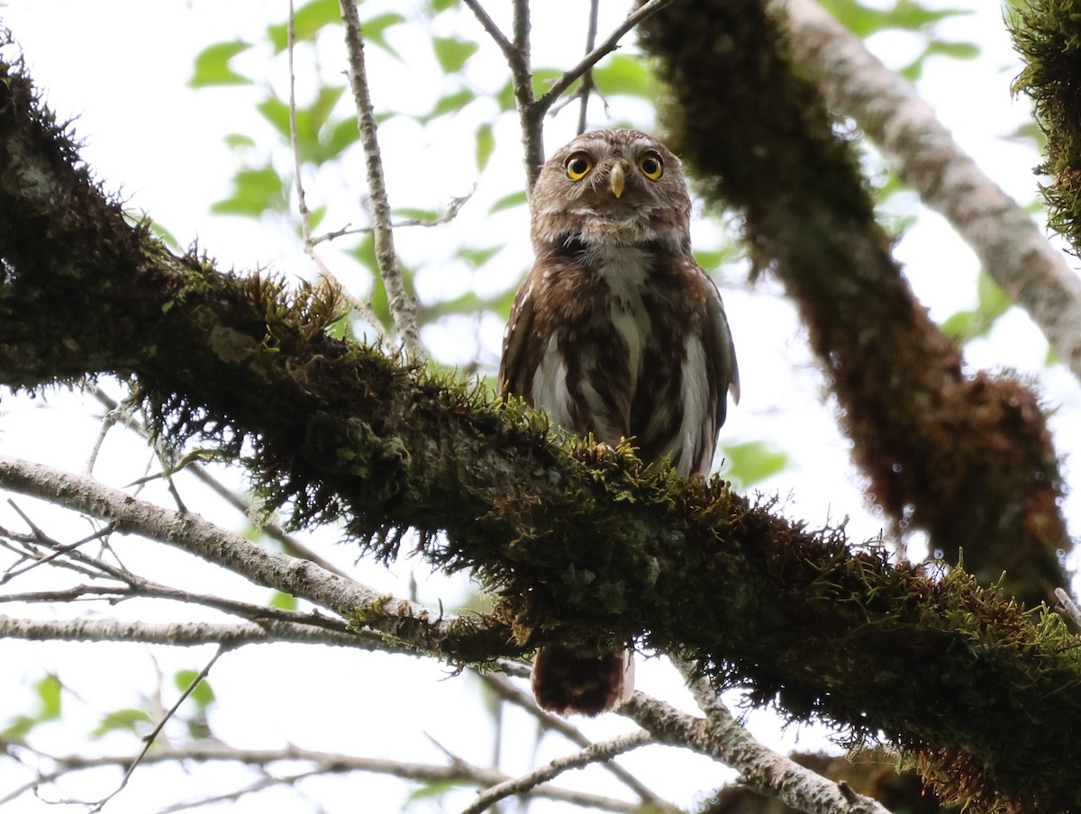 Ferruginous Pygmy-Owl - Joan Baker