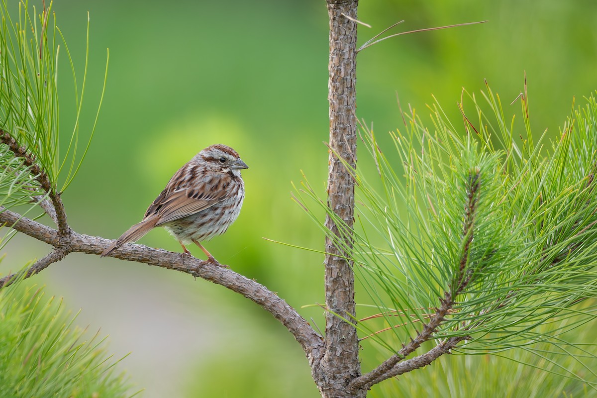 Song Sparrow - ML610851366