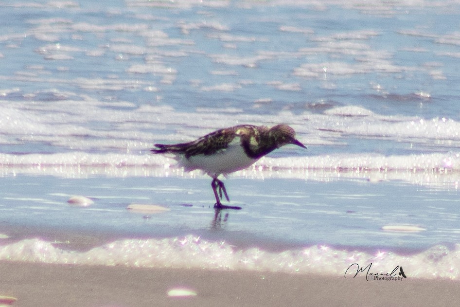 Ruddy Turnstone - ML610851412