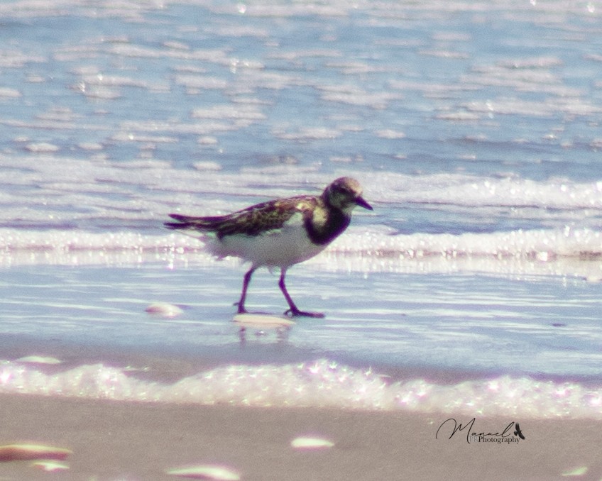 Ruddy Turnstone - ML610851413