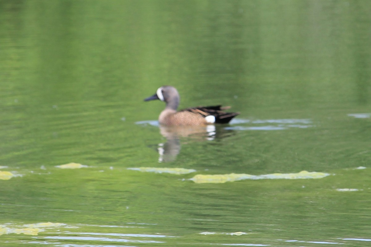 Blue-winged Teal - ML610851516