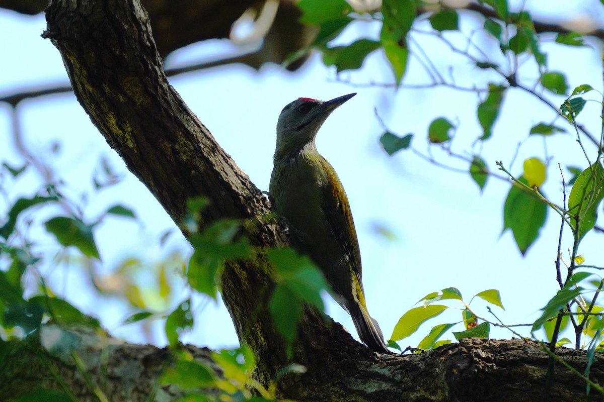 Gray-headed Woodpecker - ML610851599