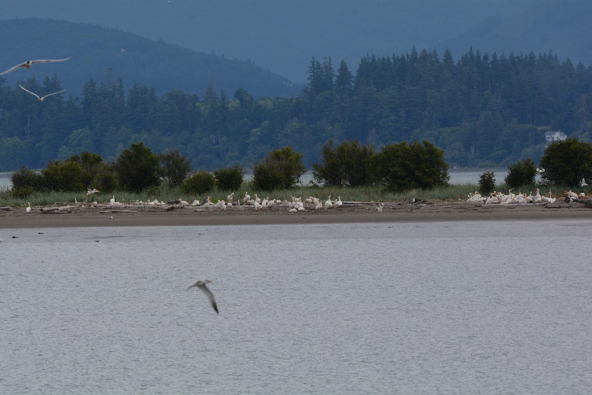 American White Pelican - ML61085161