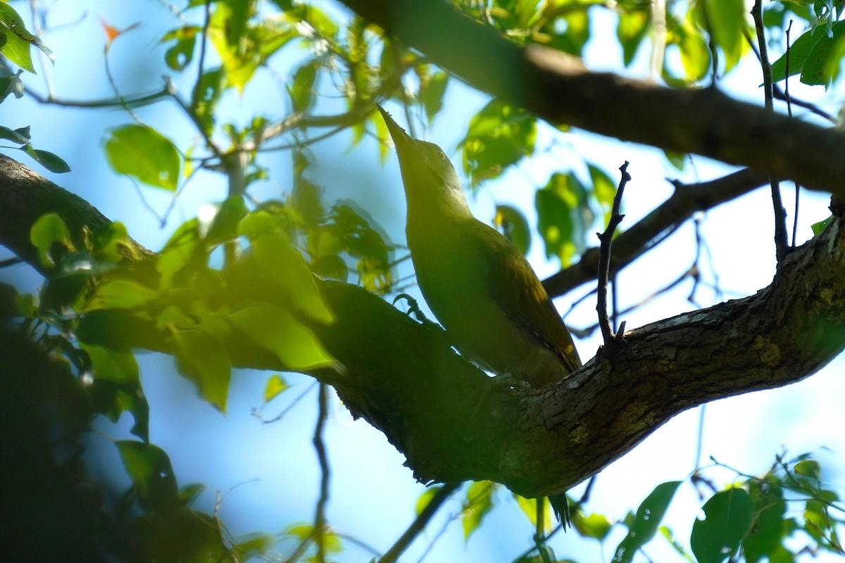 Gray-headed Woodpecker - JingZu Tu