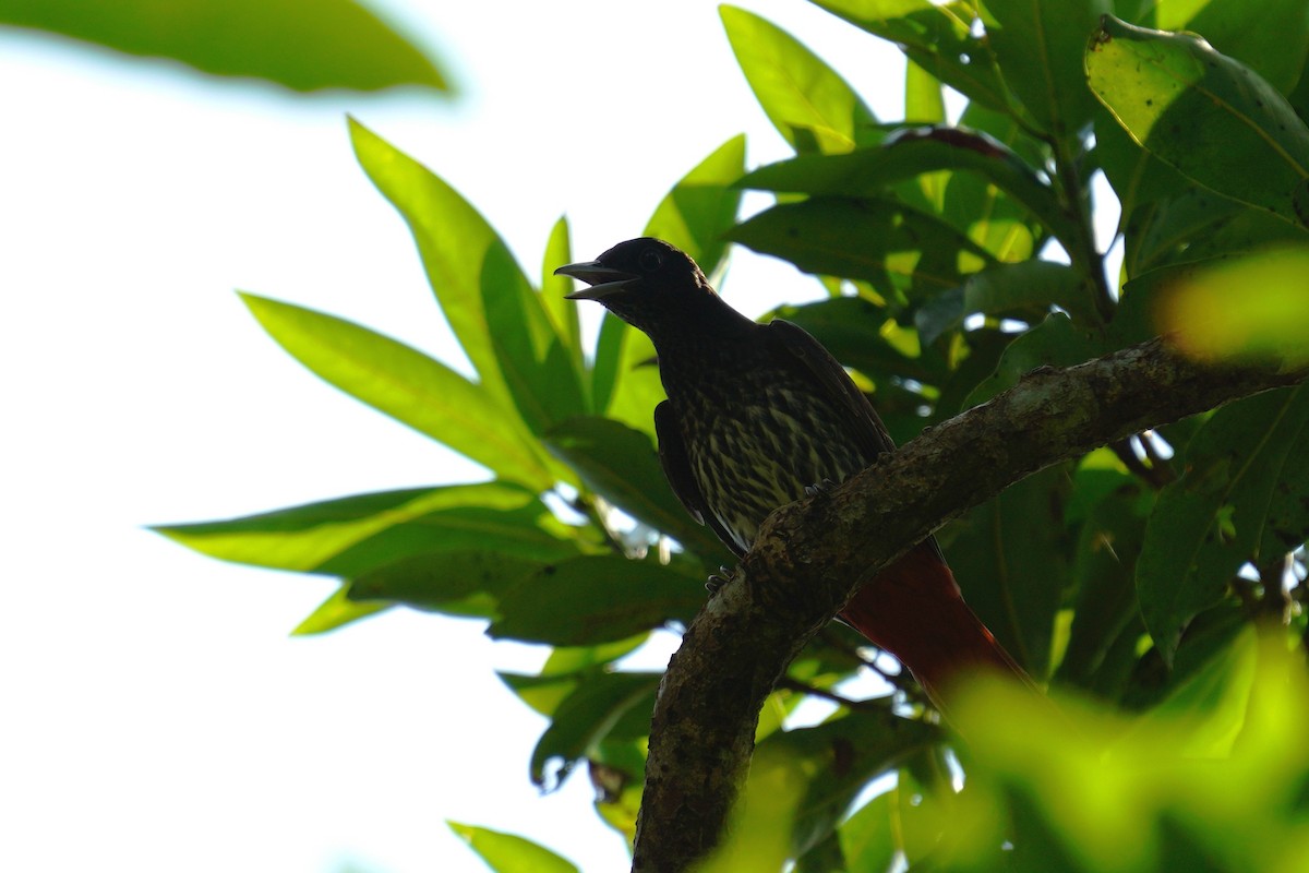 Maroon Oriole - ML610851660