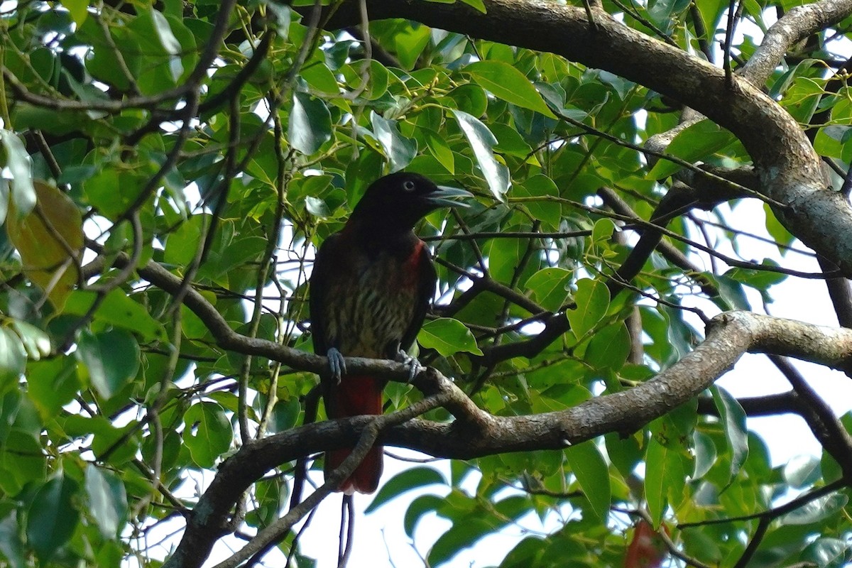 Maroon Oriole - ML610851664