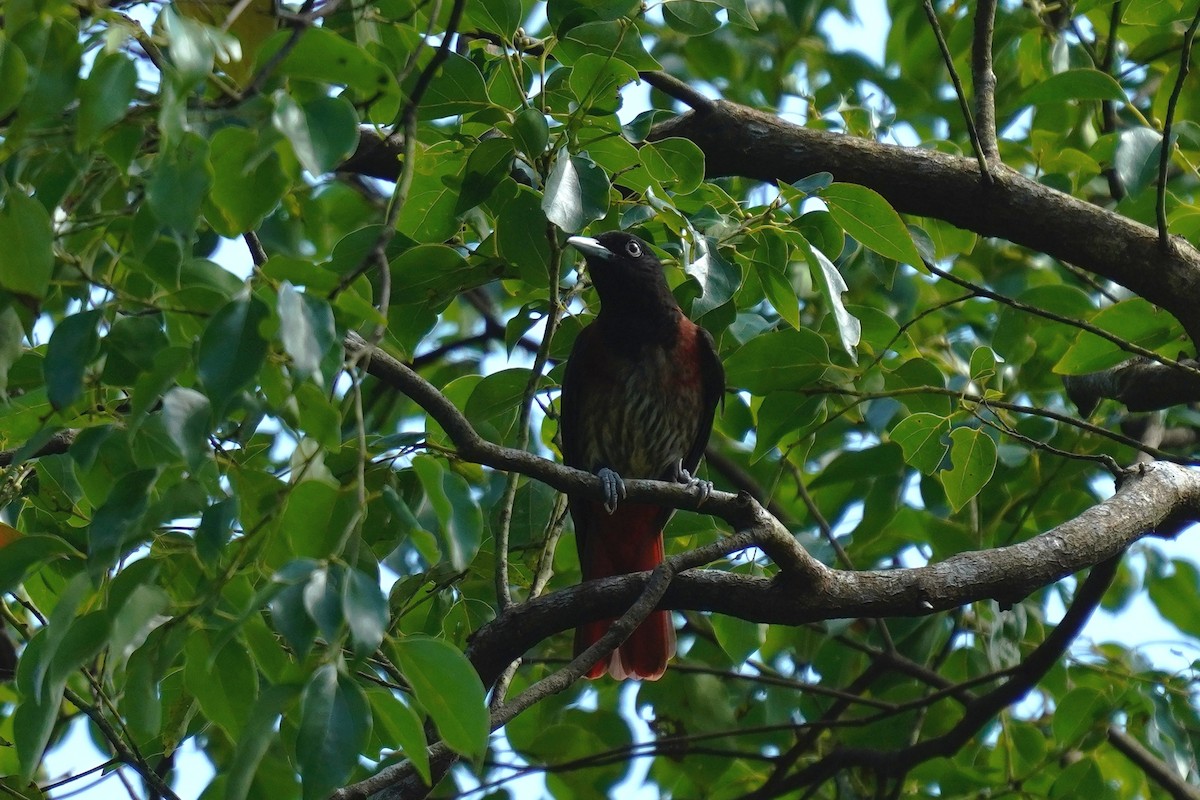 Maroon Oriole - ML610851665