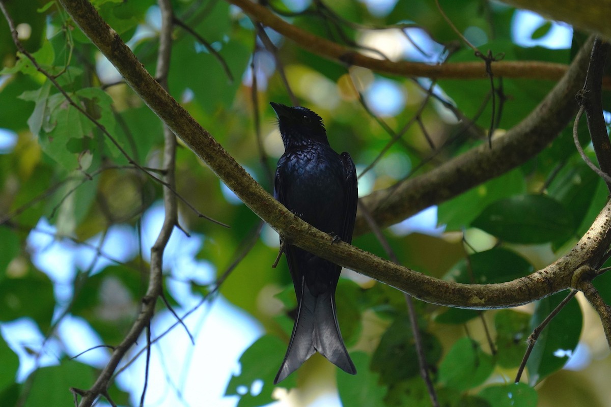 Menevişli Drongo - ML610851673