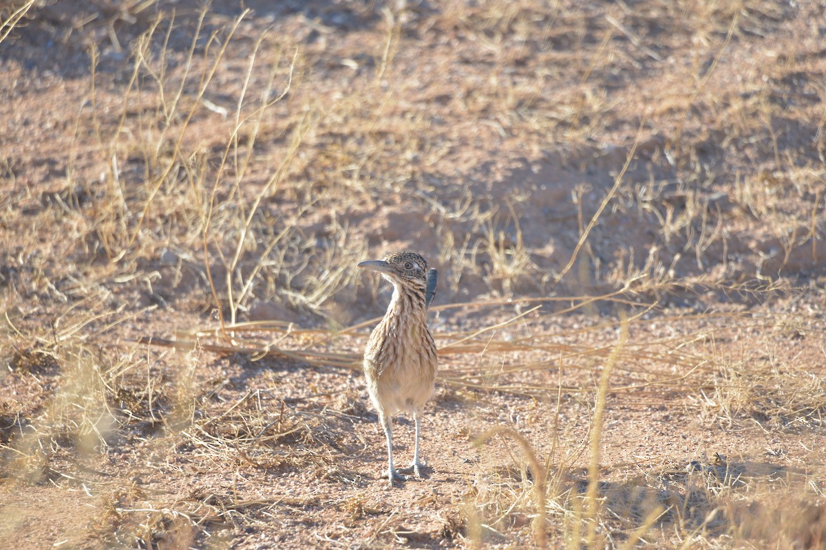 Greater Roadrunner - David Gersten