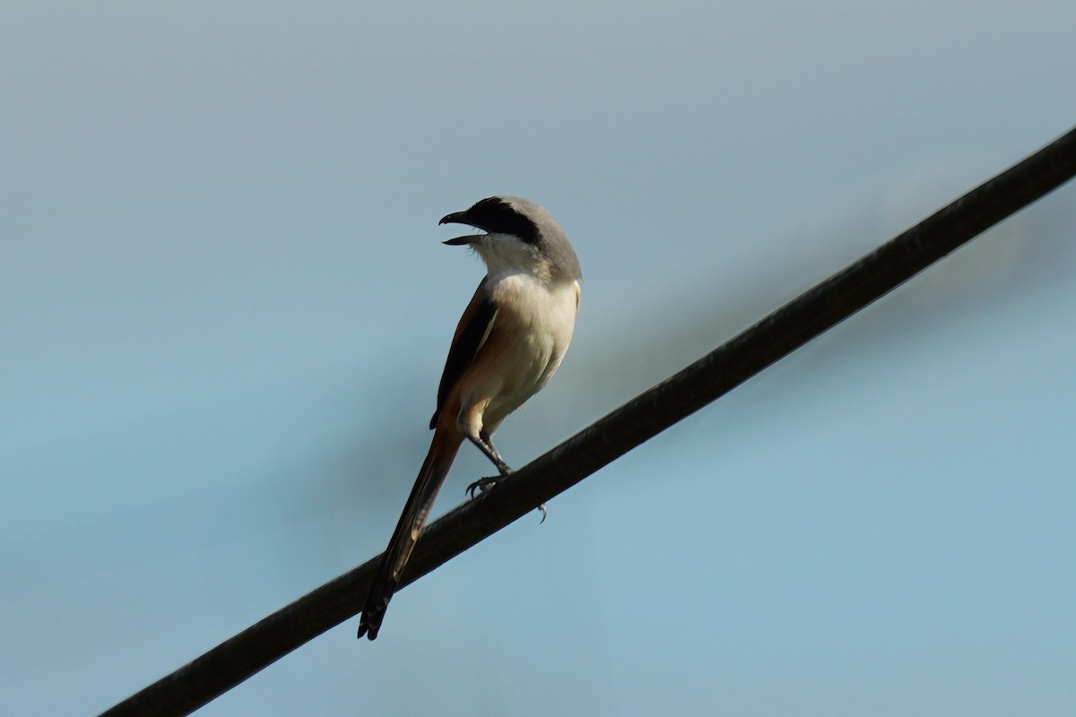 Long-tailed Shrike - ML610851687