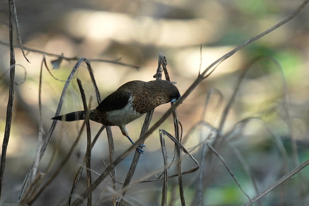 White-rumped Munia - ML610851725