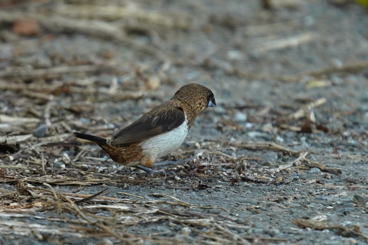 Spitzschwanz-Bronzemännchen - ML610851733