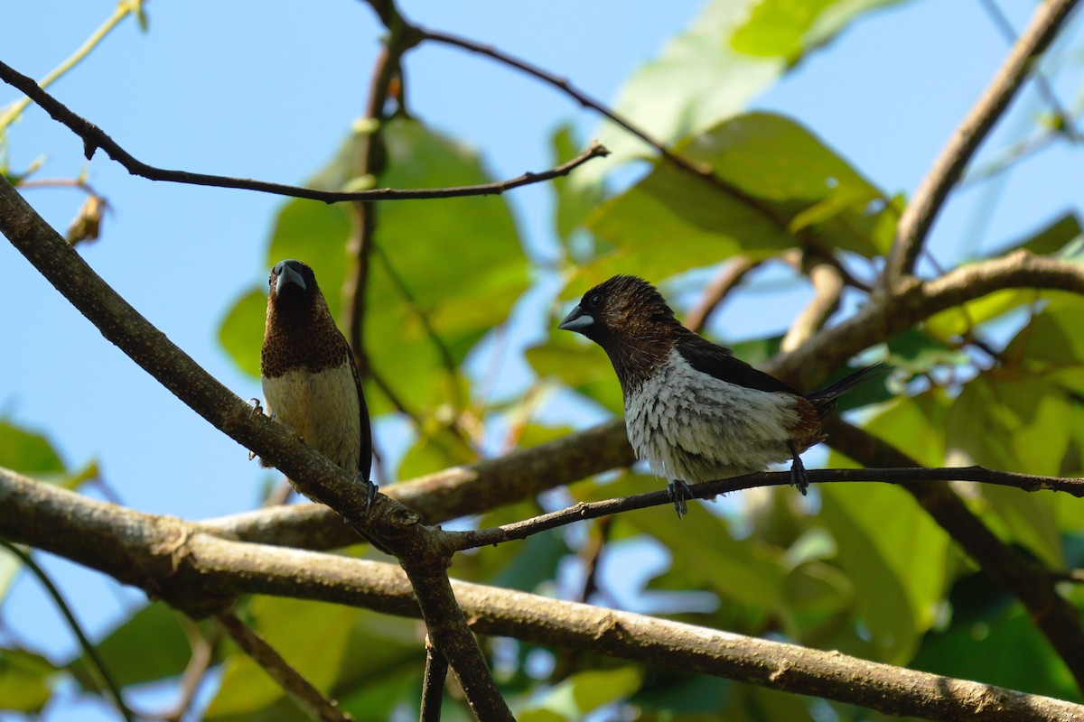 White-rumped Munia - ML610851744