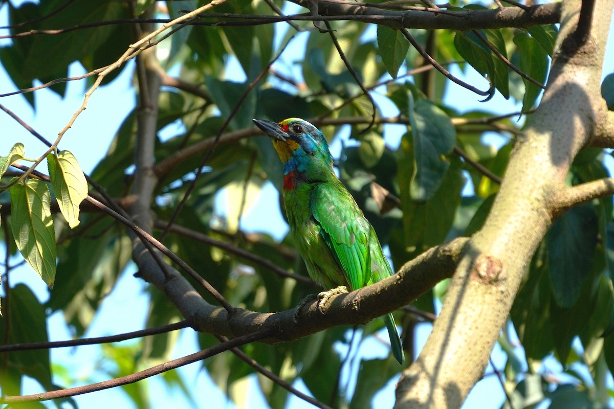 Taiwanbartvogel - ML610851786