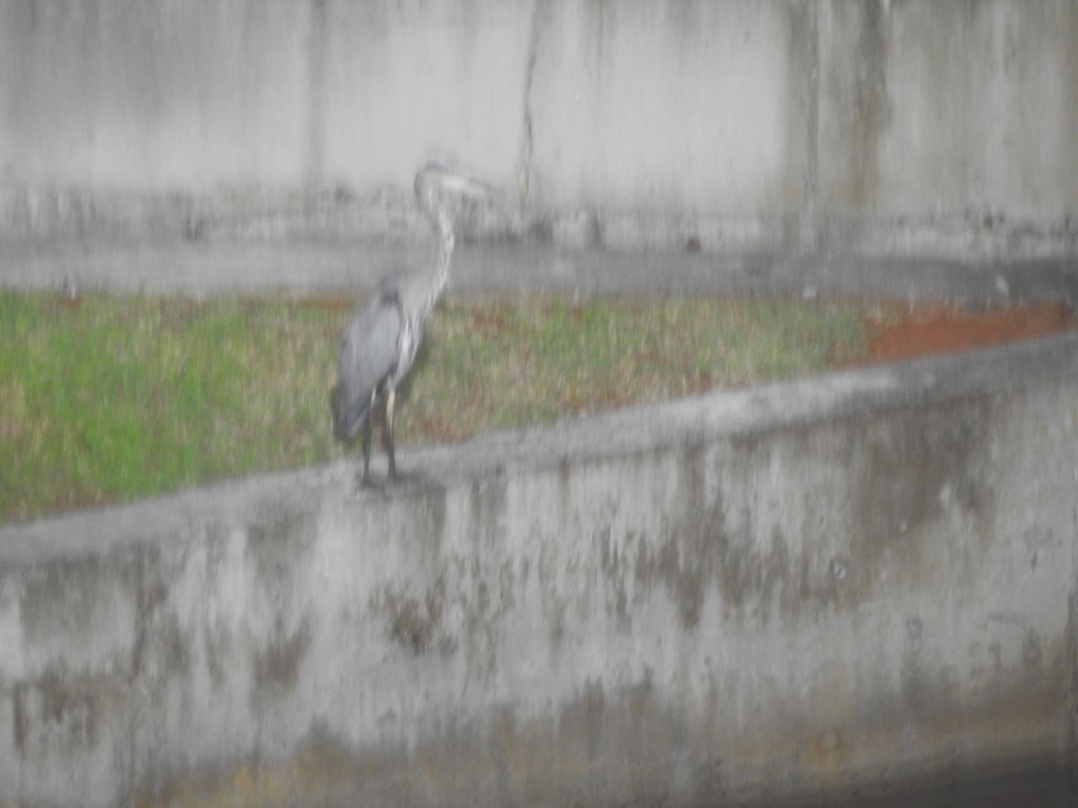 Great Blue Heron - ML610851826