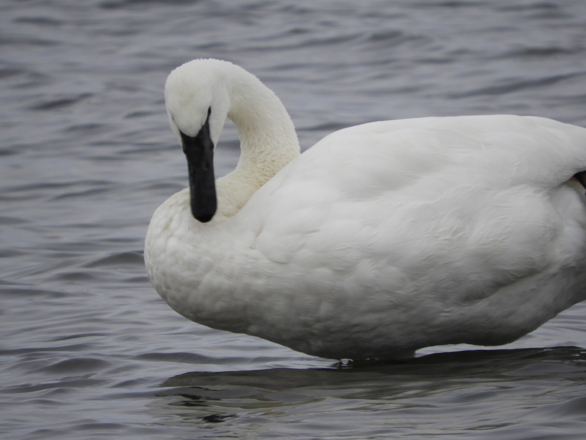 Trumpeter Swan - ML610851848