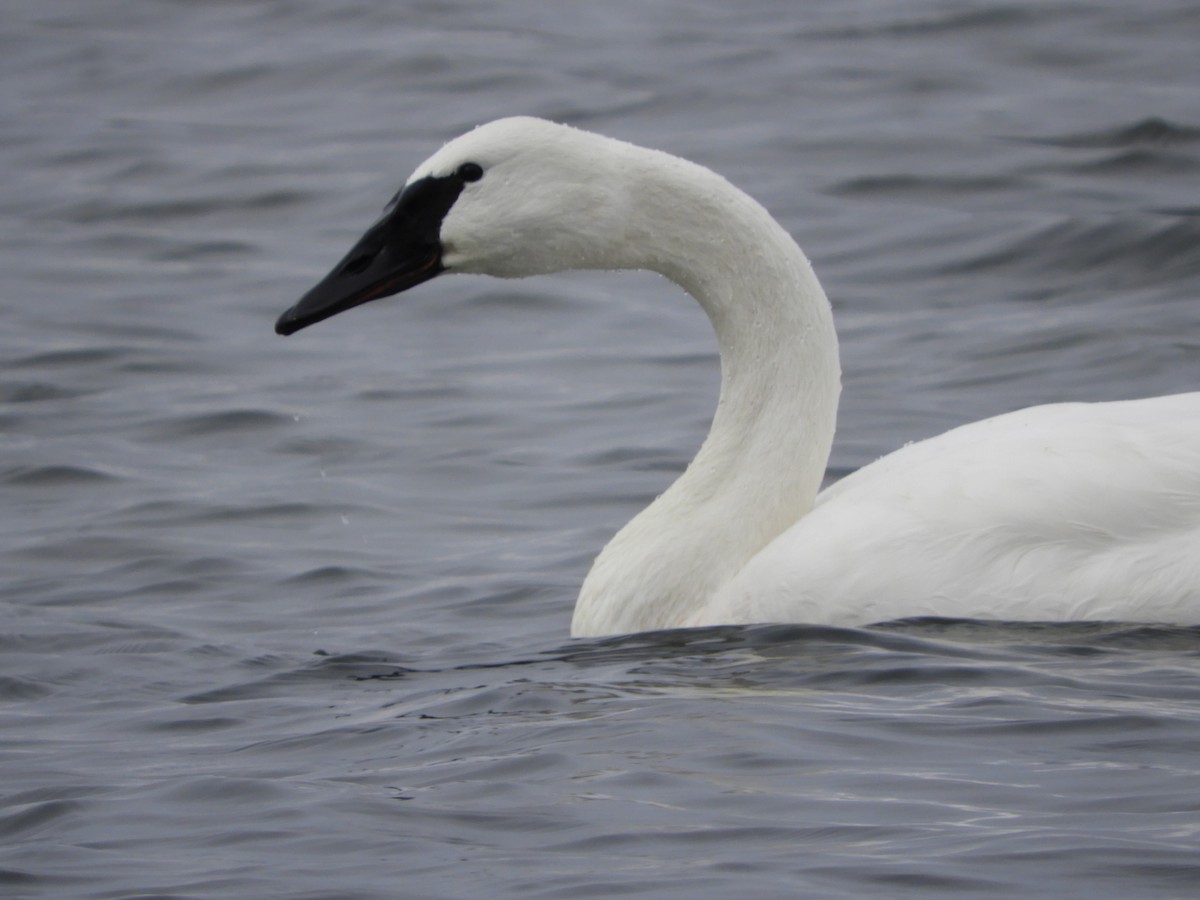 Cygne trompette - ML610851849