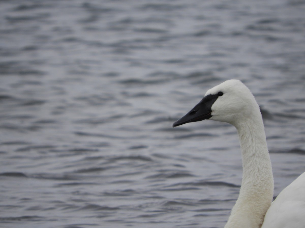 Cygne trompette - ML610851850