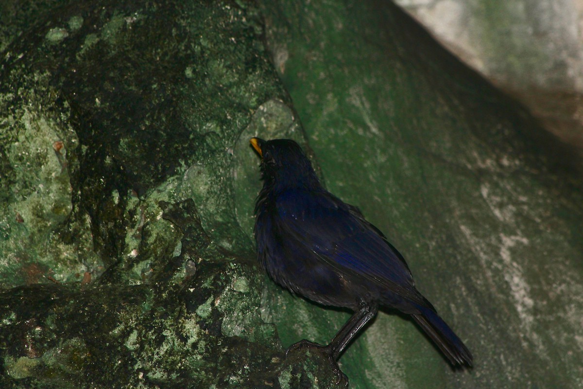 Малайская синяя птица - ML610851967