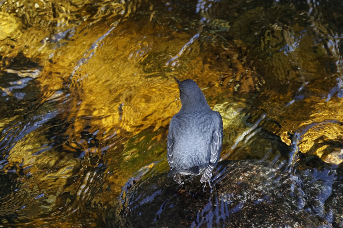 American Dipper - Paul Prappas