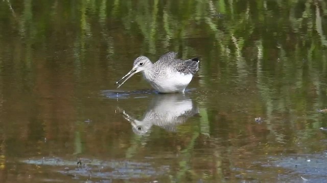 Greater Yellowlegs - ML610852059