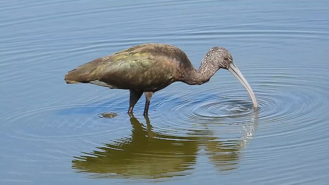 Glossy/White-faced Ibis - ML610852135