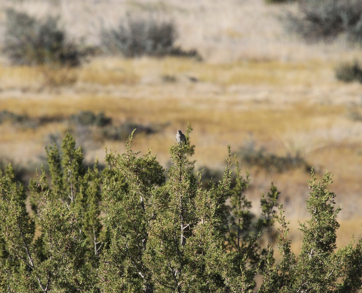 Sage Thrasher - Steve Glover