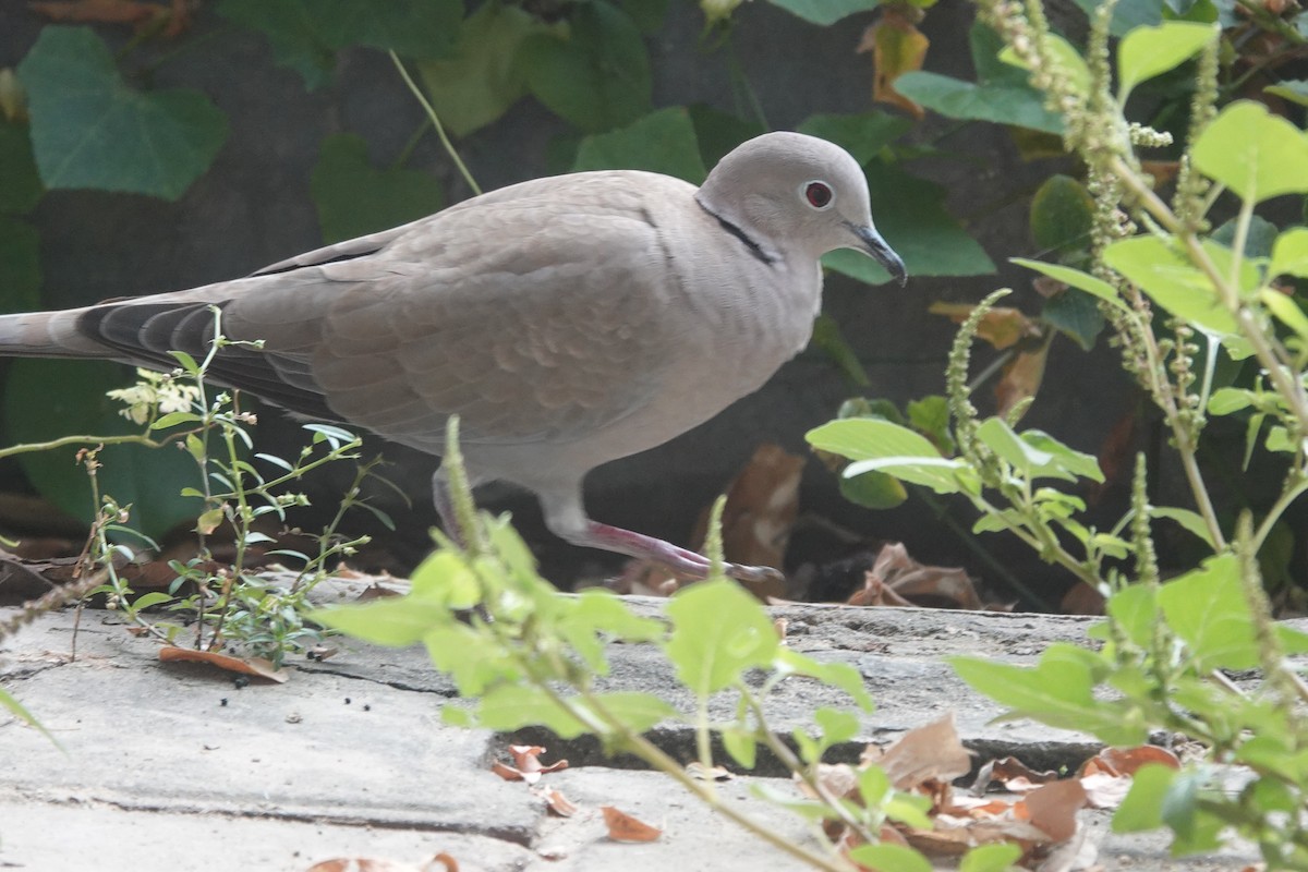 Eurasian Collared-Dove - ML610852195