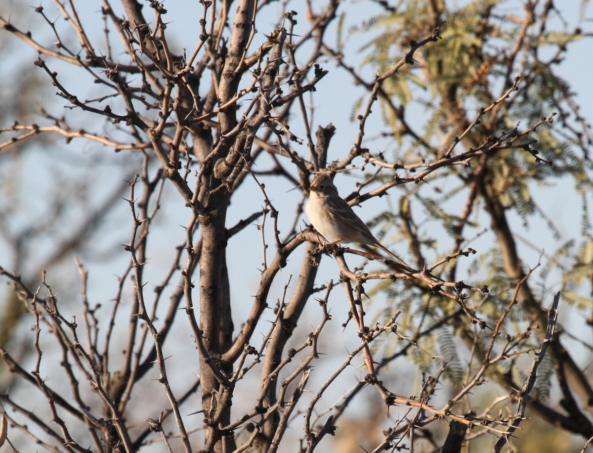 Brewer's Sparrow - ML610852200