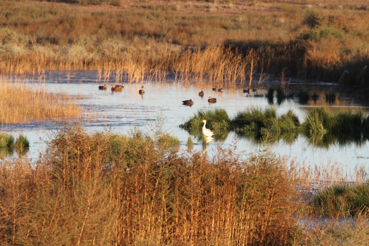 Snow Goose - ML610852237
