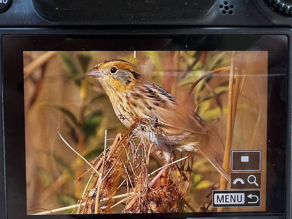 LeConte's Sparrow - ML610852315